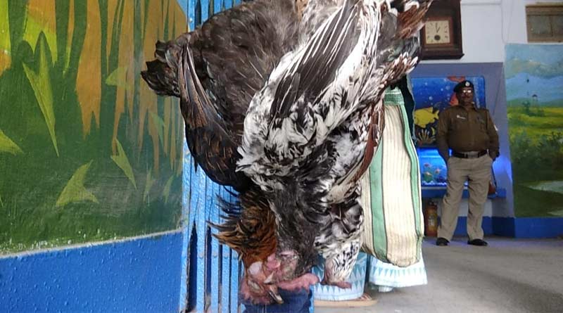 Man approaches police over 'murder' of pet chicken