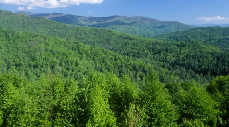 India's forest, tree cover up by 5,188 sq. km: Forest Report