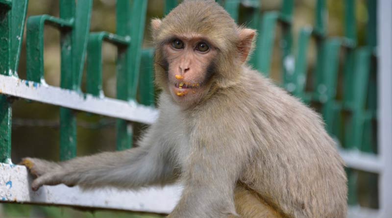 Telangana: monkey hang to death from tree as other cheer