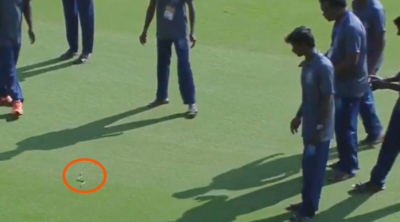 A snake entered the field resulting in a delayed start to the game