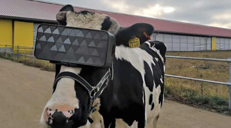Russia: Cow gives more milk after wearing VR glass