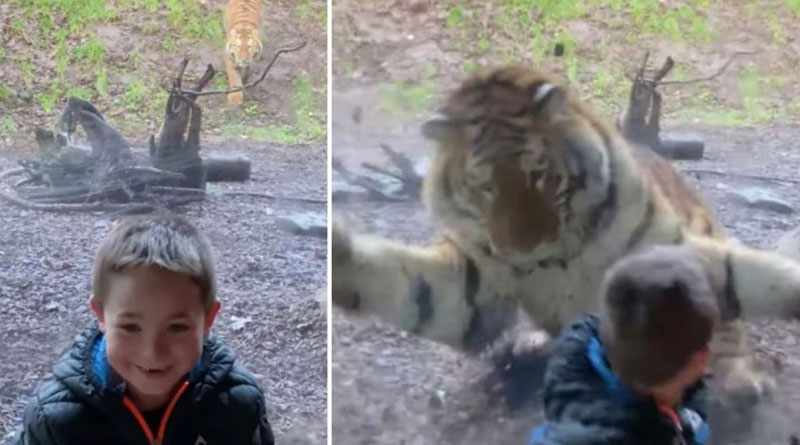 A scary video of tiger jumping on a baby is going viral
