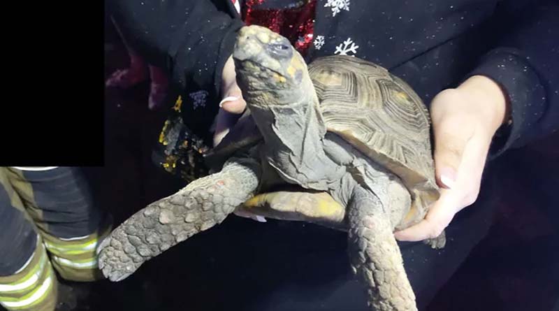 Pet tortoise got 'angry' for being alone and tried to set the house on fire!
