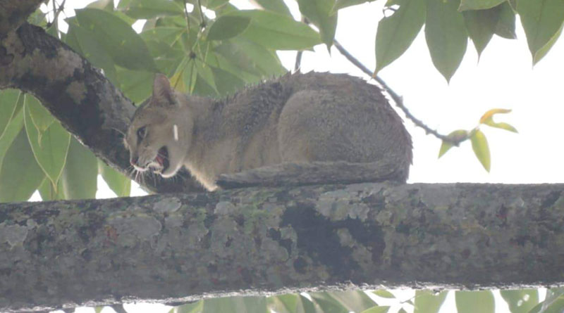 Cat took shelter on the tree, fearing of dogs.After lots of effort it got down