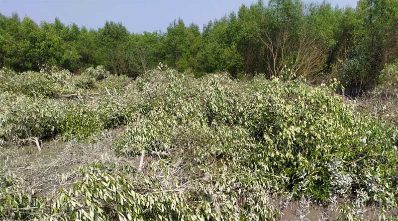 Mangrove forest axed, wood sold at Kultani in S 24 Parganas