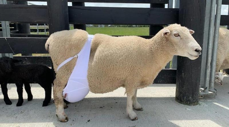 Picture of sheep wearing a bra surprised and amused netizen