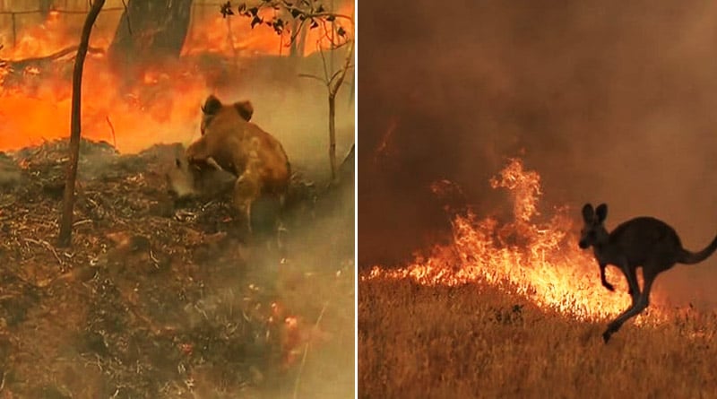 Australia-fire