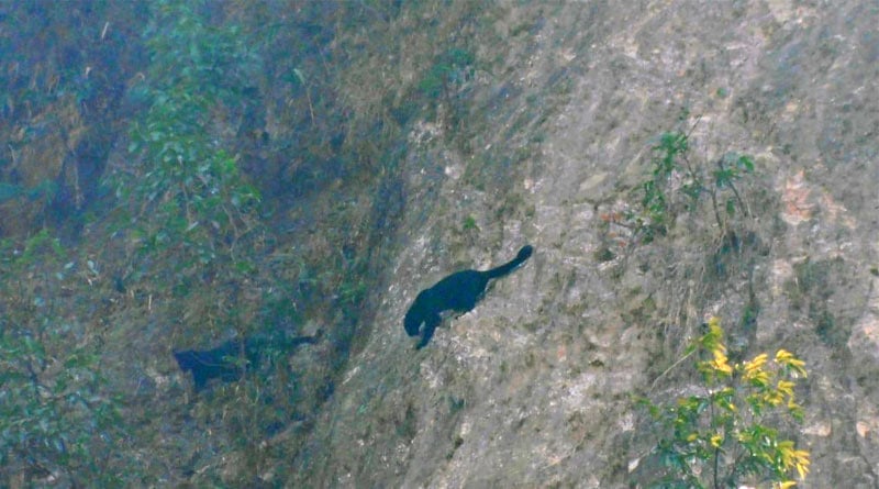 Two black panther found in Buxa Tiger Reserve Forest