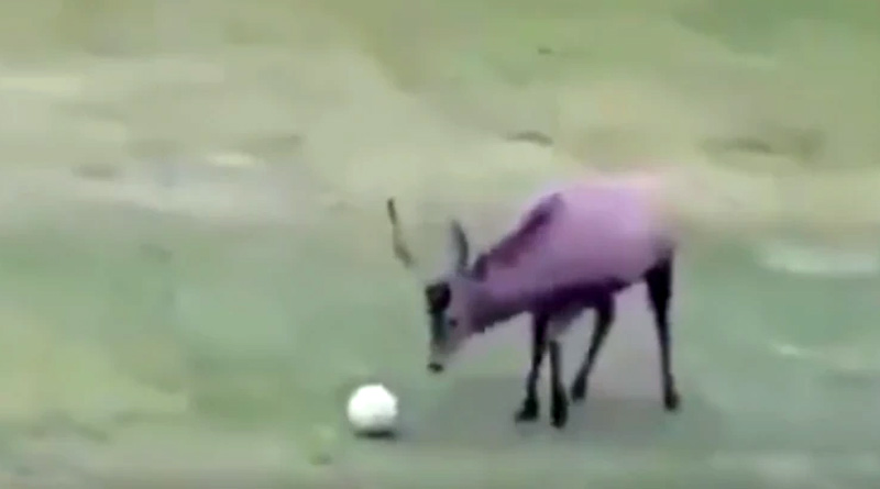 A video of a deer playing football is doing round on the internet