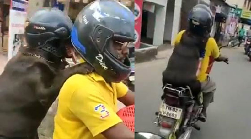 Viral video of dog riding behind its hooman wearing helmet in Tamil Nadu