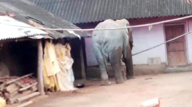 Elephant enters locality in search of food at Jhargram