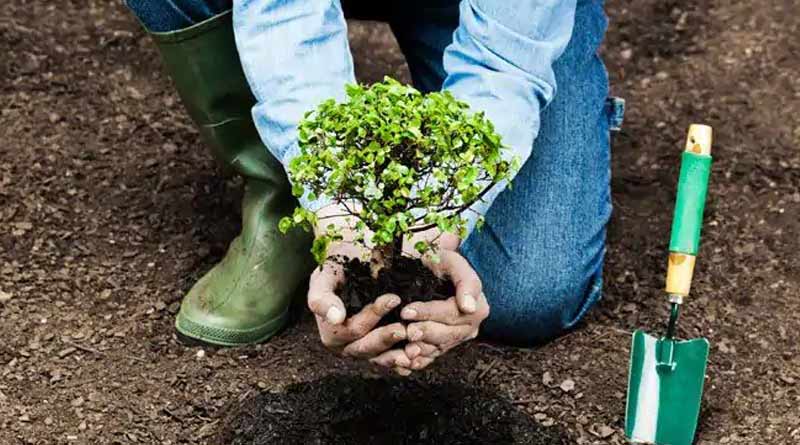 A brain tumour patient planted 30,000 trees to fight air pollution