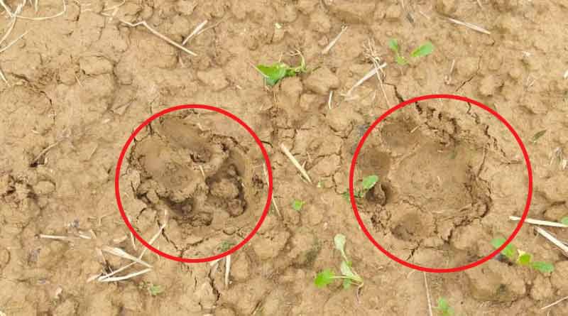 Unknown animal spreading fear in Jhargram area last few days