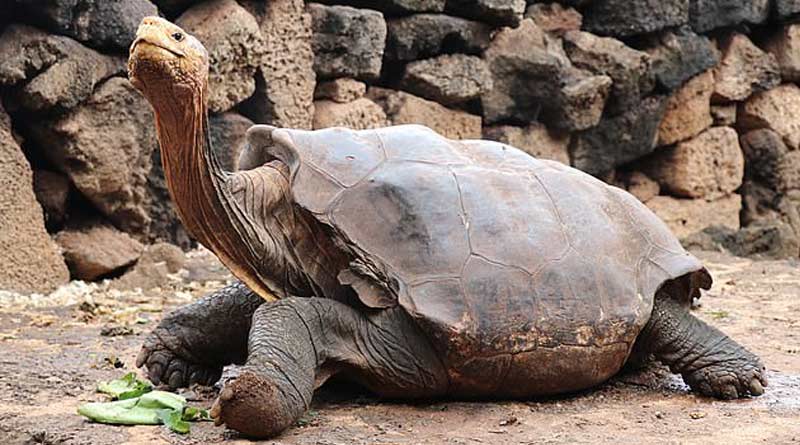 Giant tortoise Diego saves species from extinction, fathering 800 babies