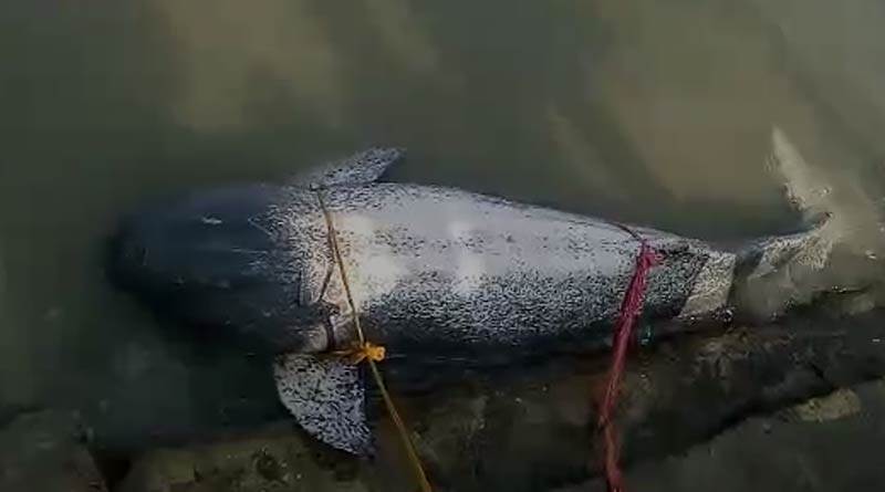 A dolphin found in a river in East Midnapore's Mahishadal