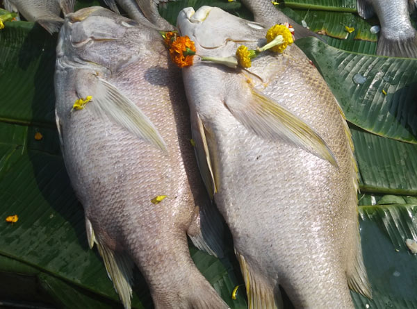 fish
