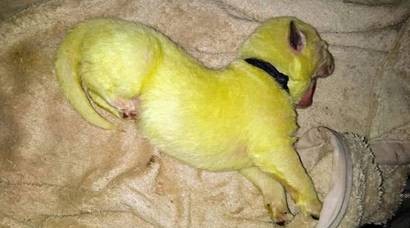 Bright Green Puppy, Born In North Carolina, Stuns Internet