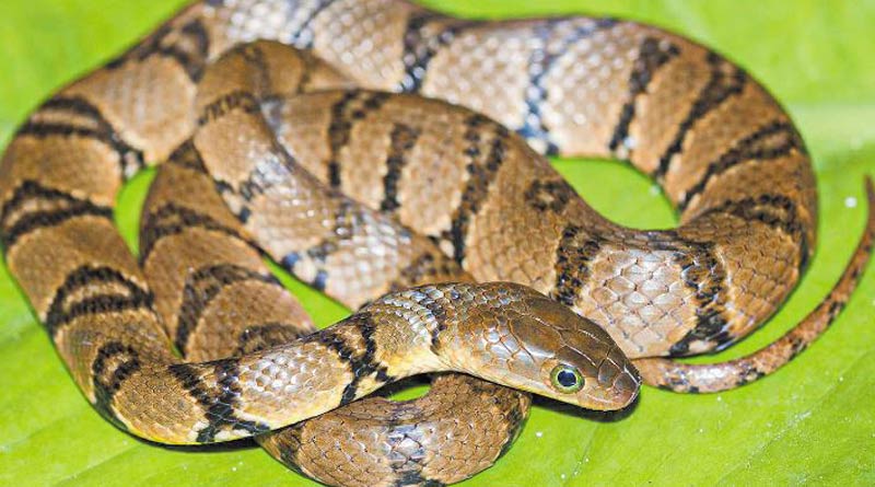 Researchers found unique snake in Arunachal Pradesh