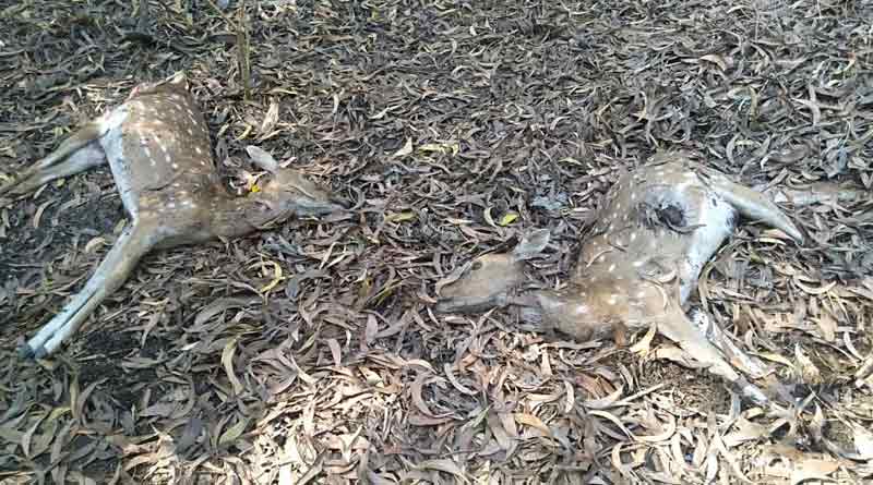 Three deers body recoverd from Mukutmanipur deer park