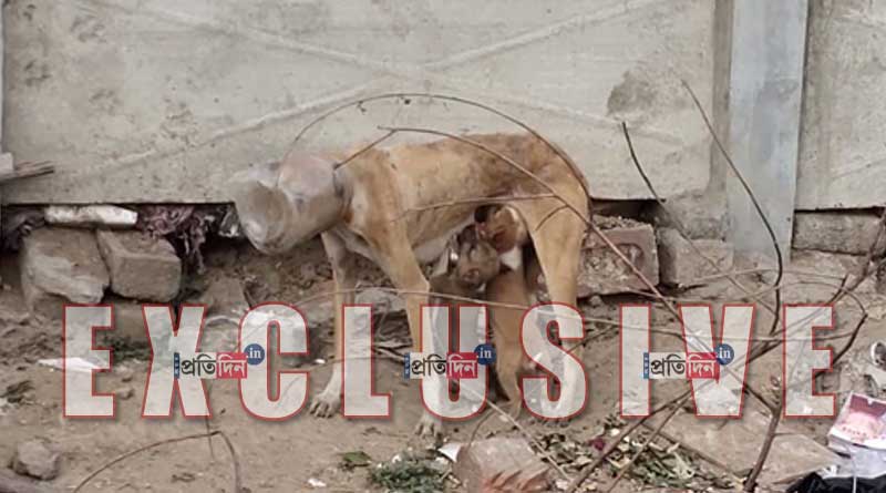 Picture of endangered Dog feeds milk to puppy will melt you