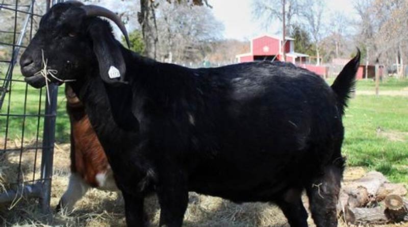 Youth failed trace missing goat, gauged out own eye