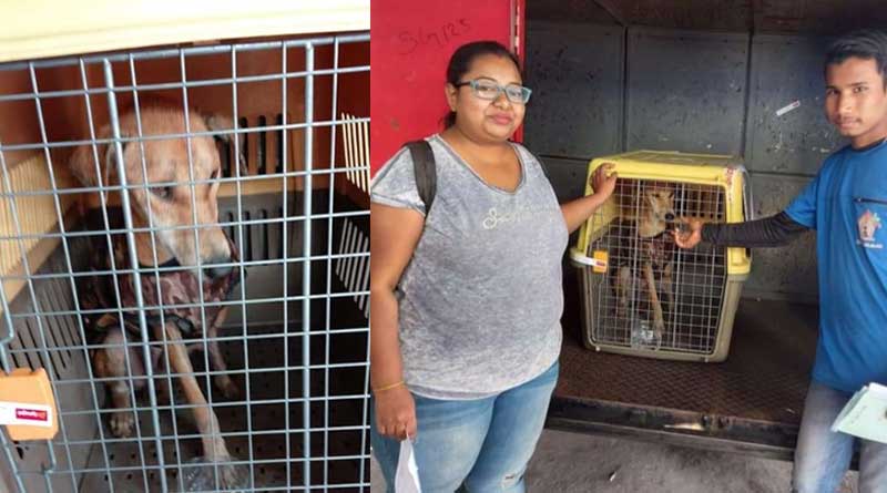 Street dog from Siliguri will go to Canada where it's getting parmanent residence