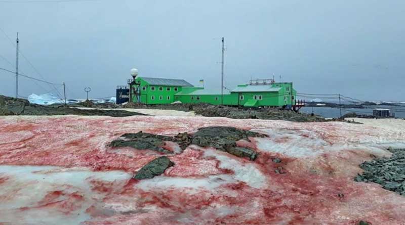 Red shaded pictures into the snow in Antarctica goes viral