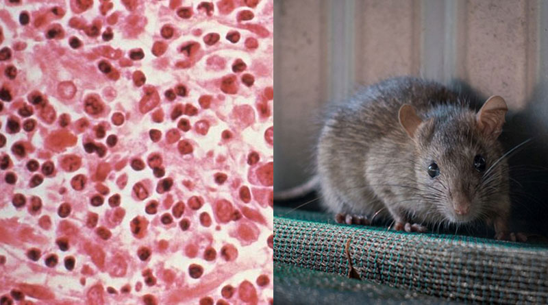 A man dies from China has tested positive for hantavirus