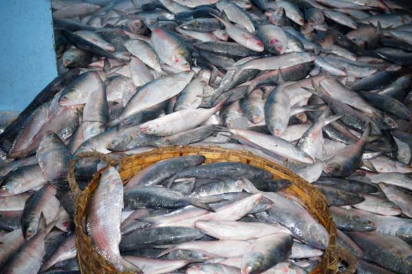 Hilsa 