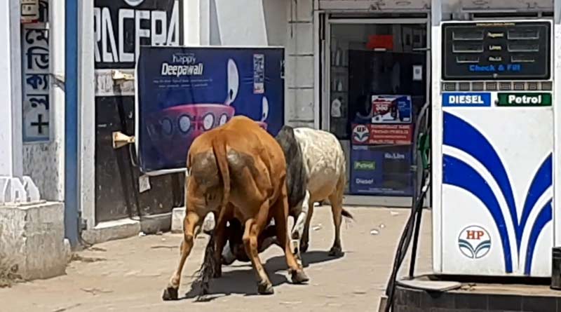 Two bulls were vandalized a petrol pump while fighting in Purulia