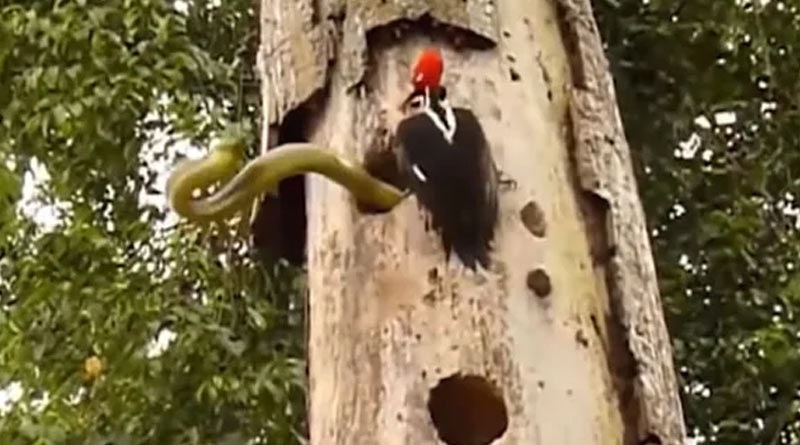 A chilling video shows a bird fighting a snake to save her eggs