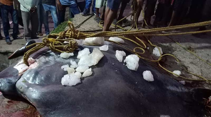 900 kg shankar fish caught by fisherman in Digha on monday