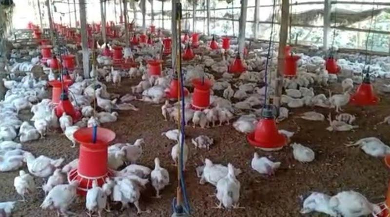 Epidemic hits in a poltrty farm in West Bengal's Maldah