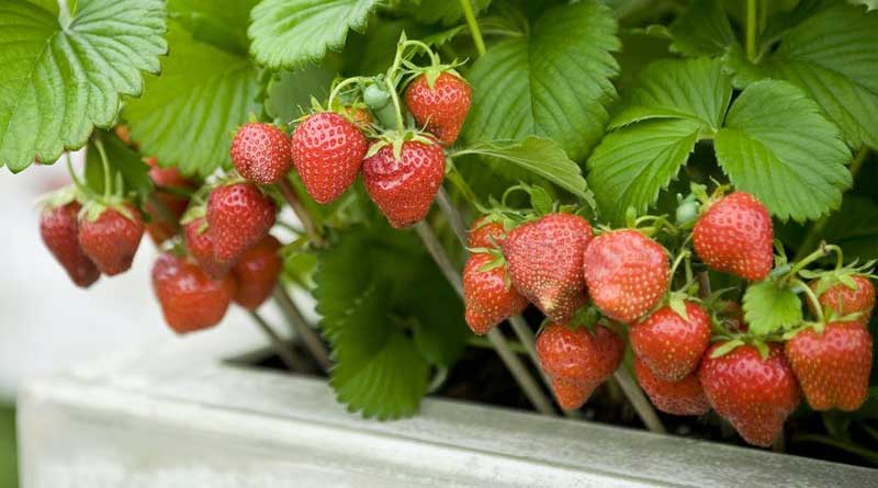 Purulia District Administration took initiative in selling strawberry-jam