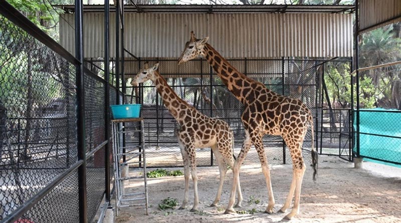 New App of Alipore zoo will be launched on Thursday in Kolkata