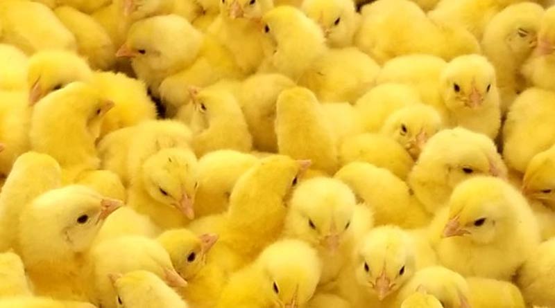 Chicken came out from dumped eggs at Purba Bardhaman, video goes viral