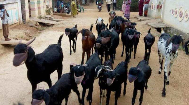 A man covered his goats with masks to prevent corona virus