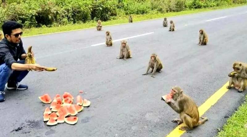 Monkeys teach social distancing lesson in Arunachal Pradesh