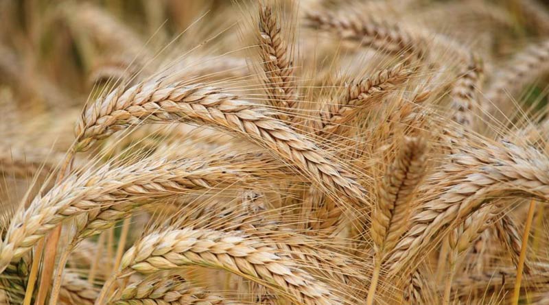 Whrat farmers facing severe hardship amid lockdown