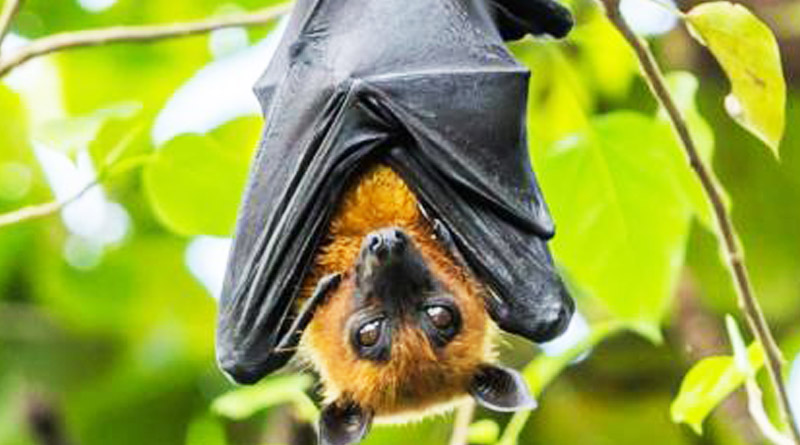 Coronaviruses found in two Indian bat species, says ICMR report