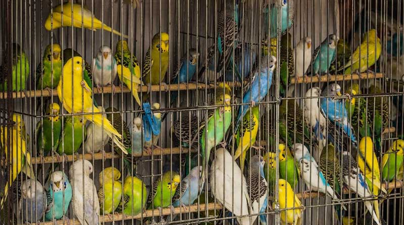 Kolkata Police recovered hundred birds from Janbazar