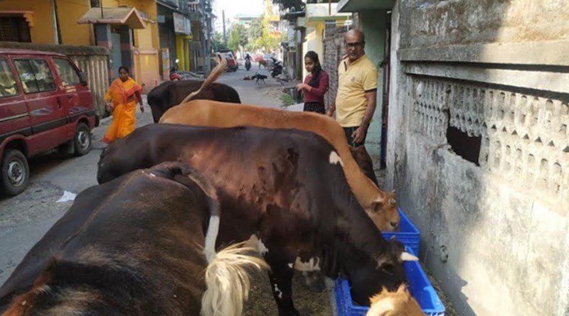 Siliguri man arrenge food for cows during lockdown