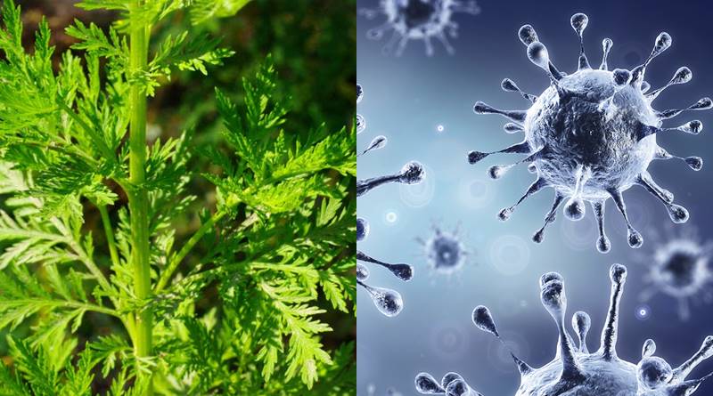 Is the extract of Artemisia tree the infallible medicine of Corona? Scientists are seeing the light of hope