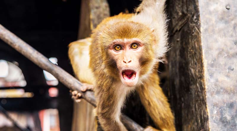 Monkeys run away with COVID-19 test samples in Meerut