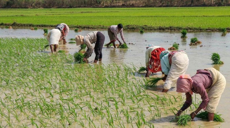Beyond Corona Paddy Farmer thinking abour water problem