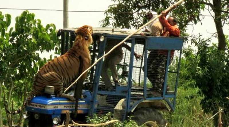 A huge tiger sitting on a tractor, forest officials trying to take it back
