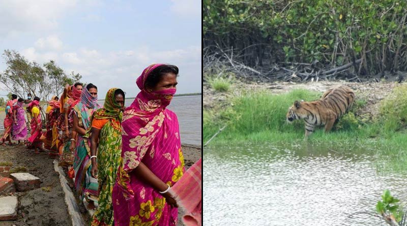 Royal bengal tiger spread scare in sundarban after cyclone amphan