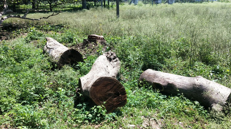 A TMC accused of smuggling valuable trees in Mursidabdah