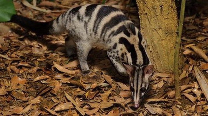 Youths cooked civet cat in Howrah, arrested by Amta Police | Sangbad Pratidin