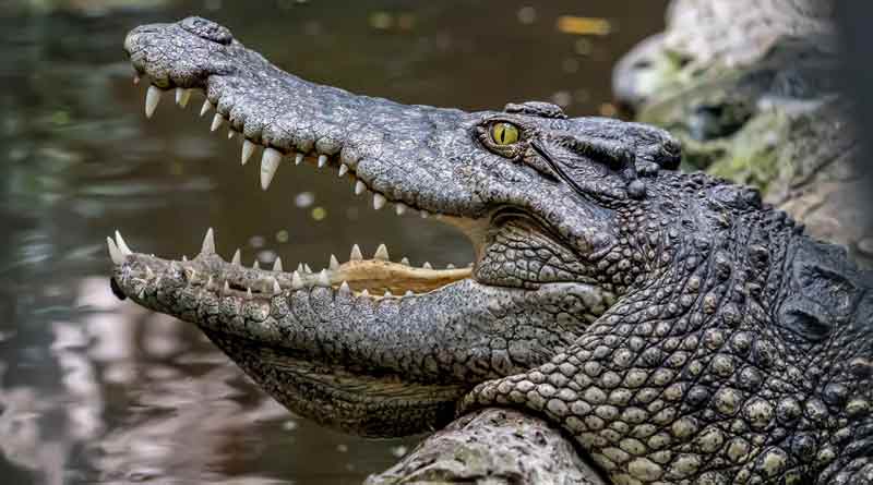 A crocodile recovered from pond in South 24 Pargana's Kultali